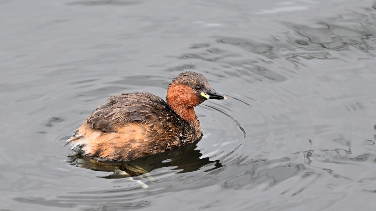 Little Grebe - ML622007487