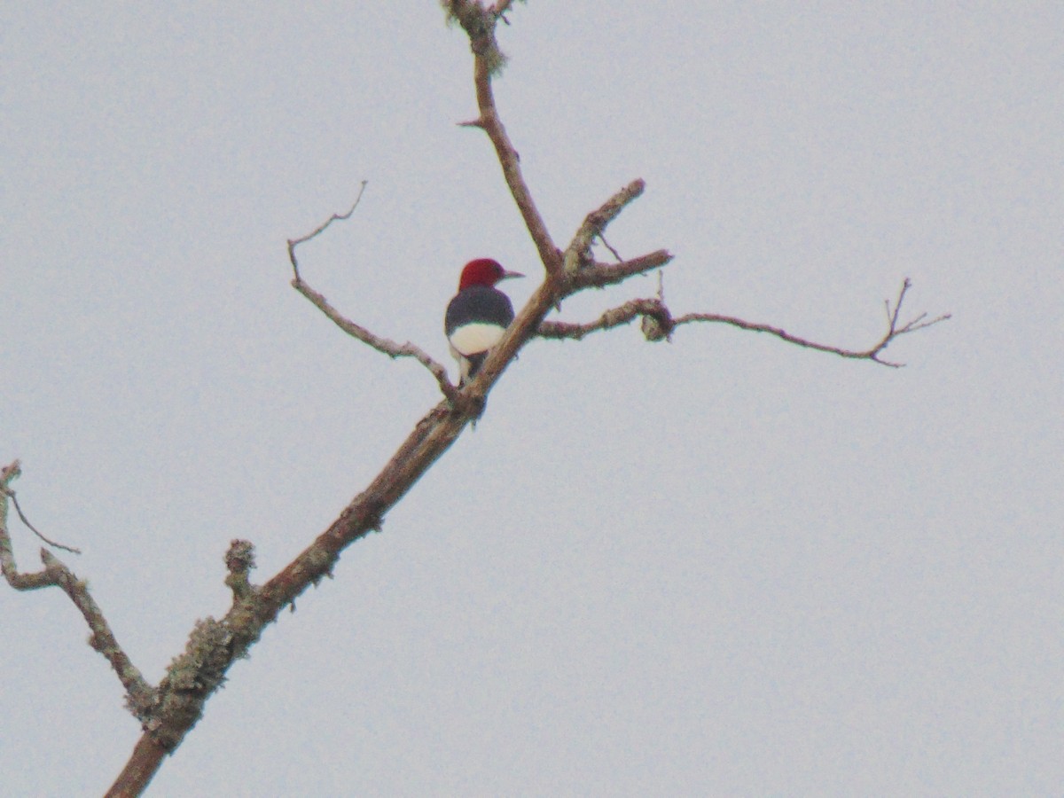 Red-headed Woodpecker - ML622007498