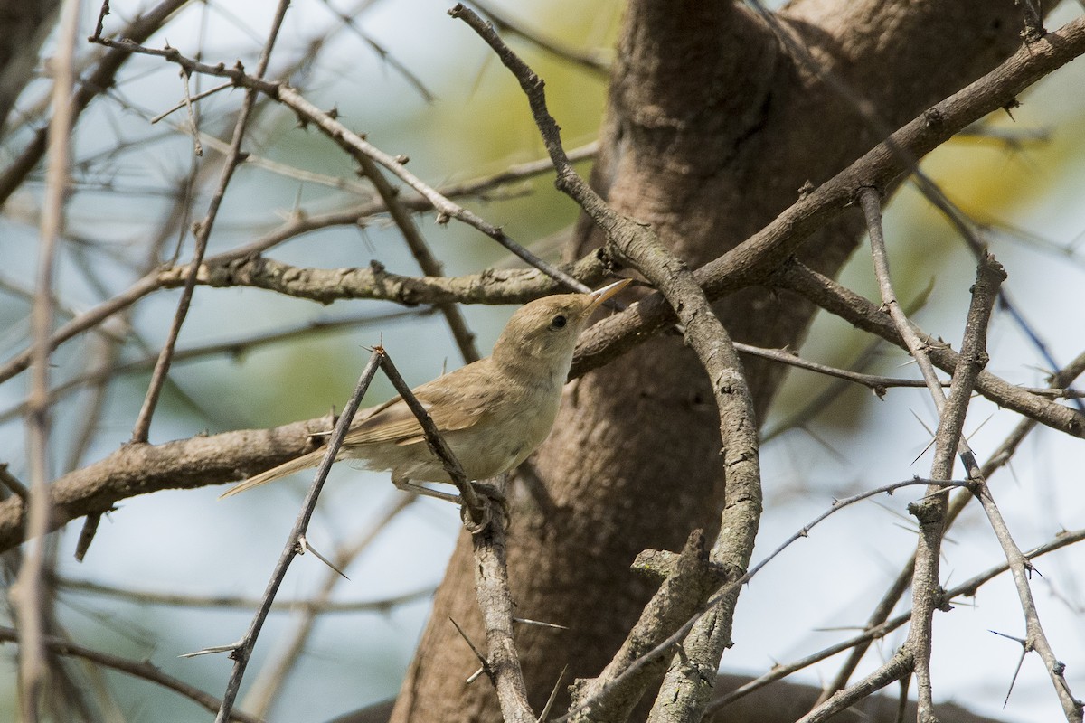 Sykes's Warbler - ML622007499