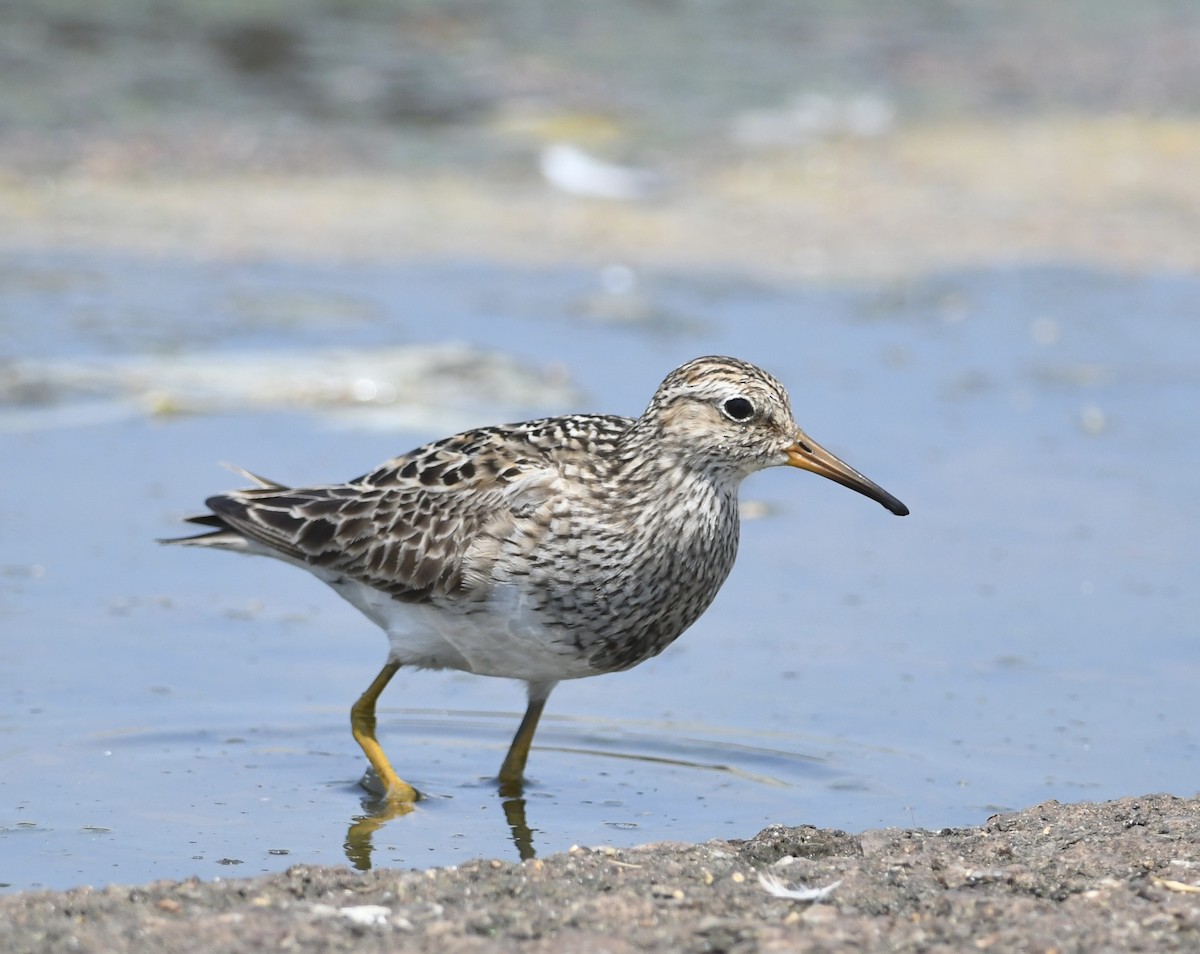 Pectoral Sandpiper - Peter Paul