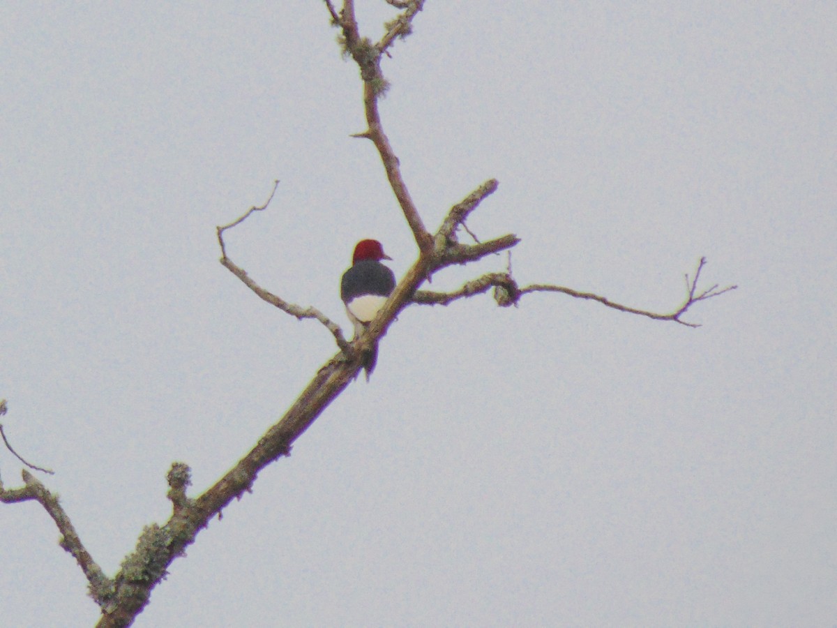 Red-headed Woodpecker - ML622007504
