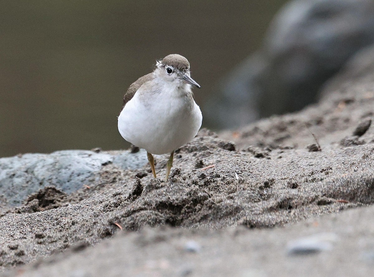 Spotted Sandpiper - ML622007513