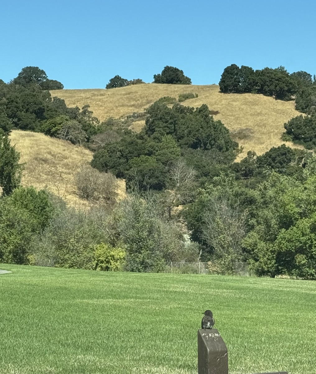 Black Phoebe - ML622007563