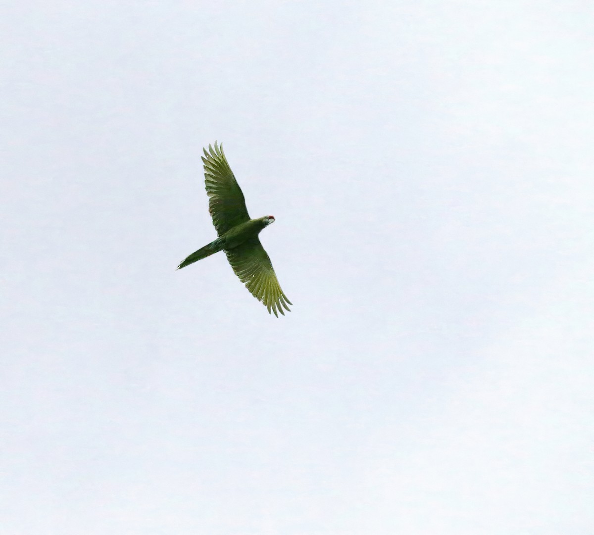 Military Macaw - ML622007571