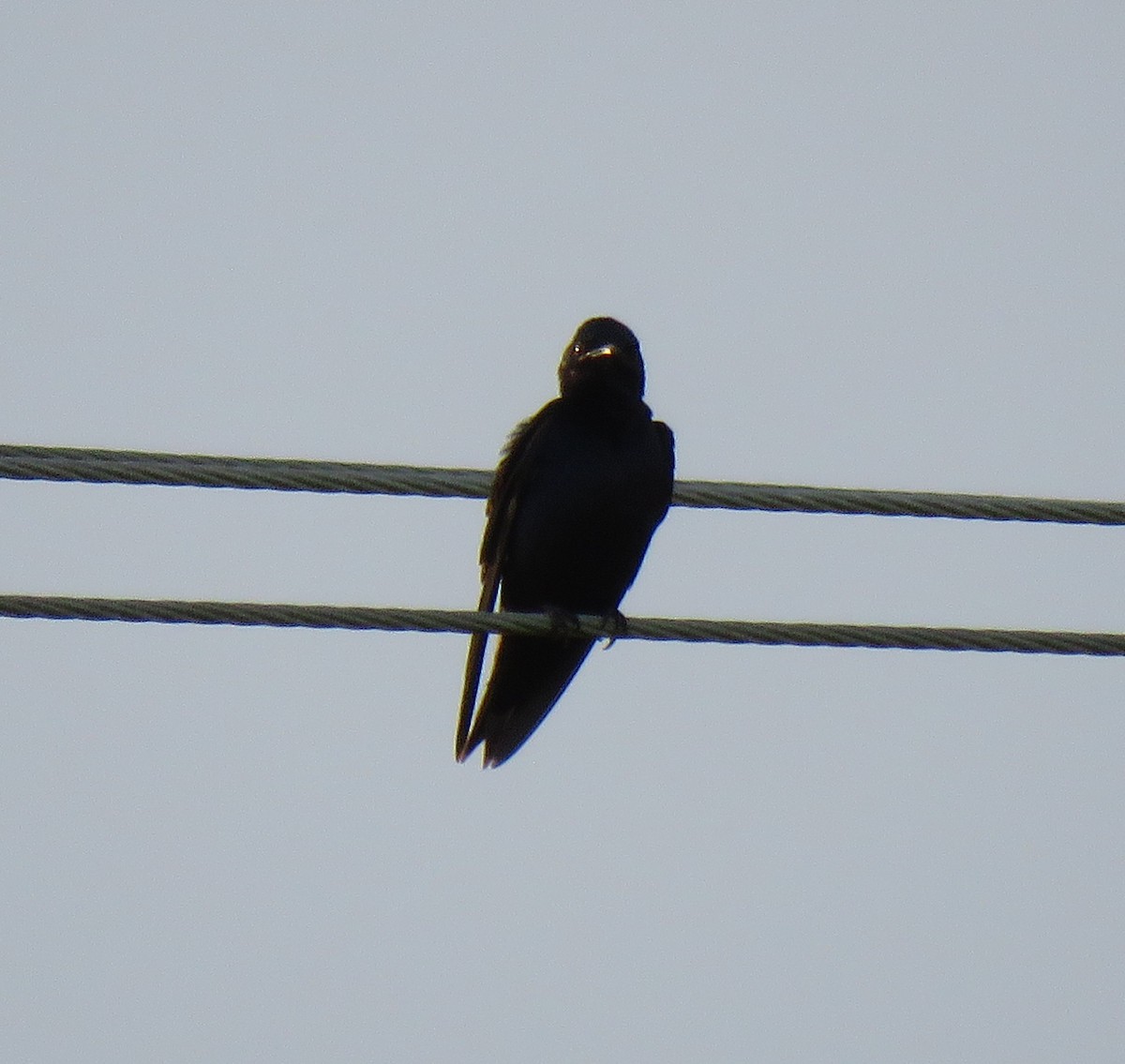 Purple Martin - Guiller Mina