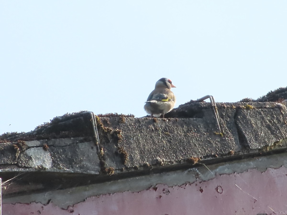 European Goldfinch - ML622007624