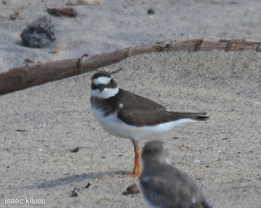 Common Ringed Plover - ML622007687