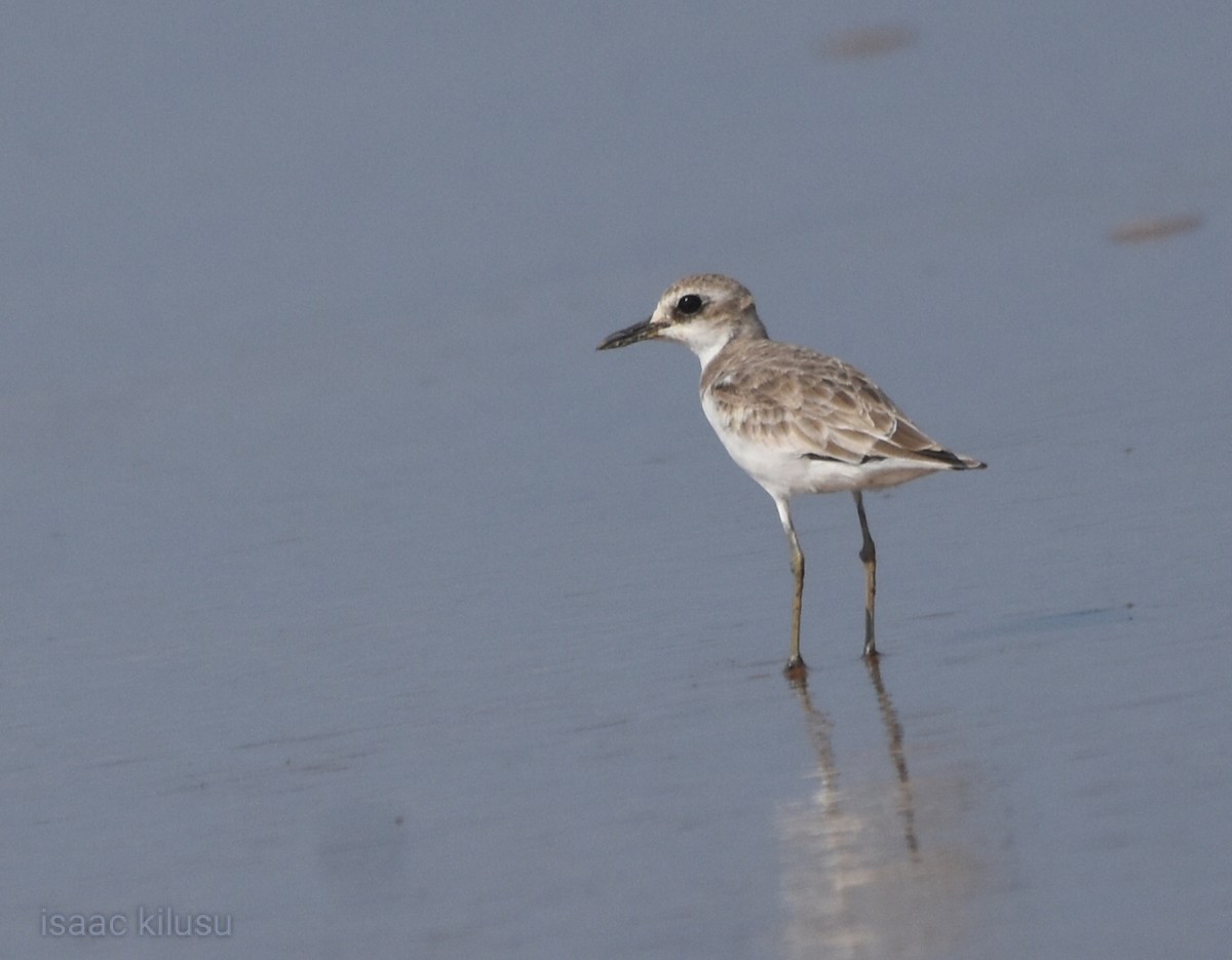 Greater Sand-Plover - ML622007706