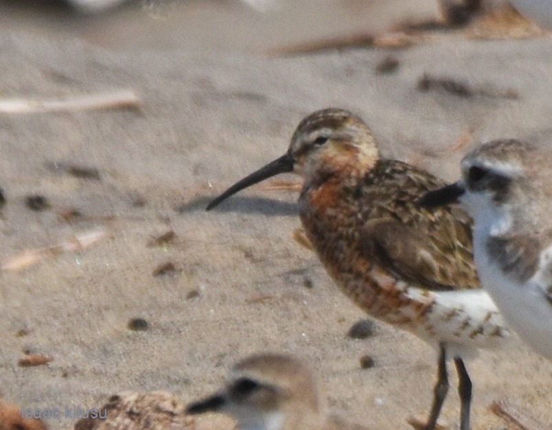 Curlew Sandpiper - ML622007728