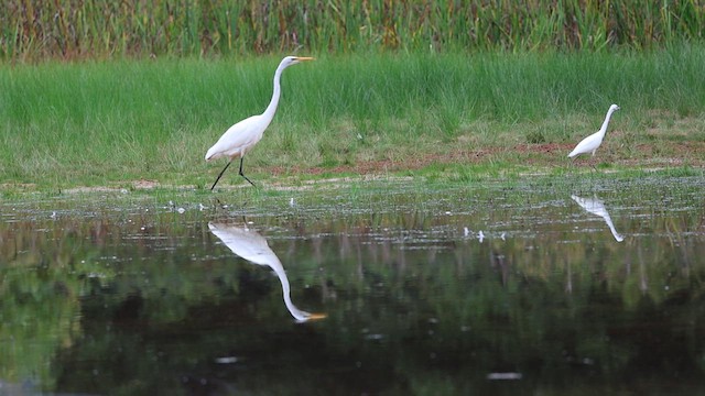 Grande Aigrette (egretta) - ML622007766
