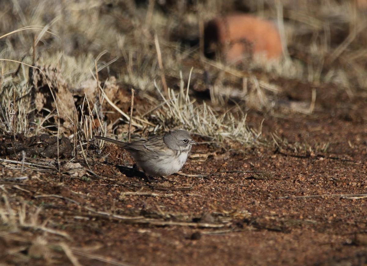 Sagebrush Sparrow - ML622007769