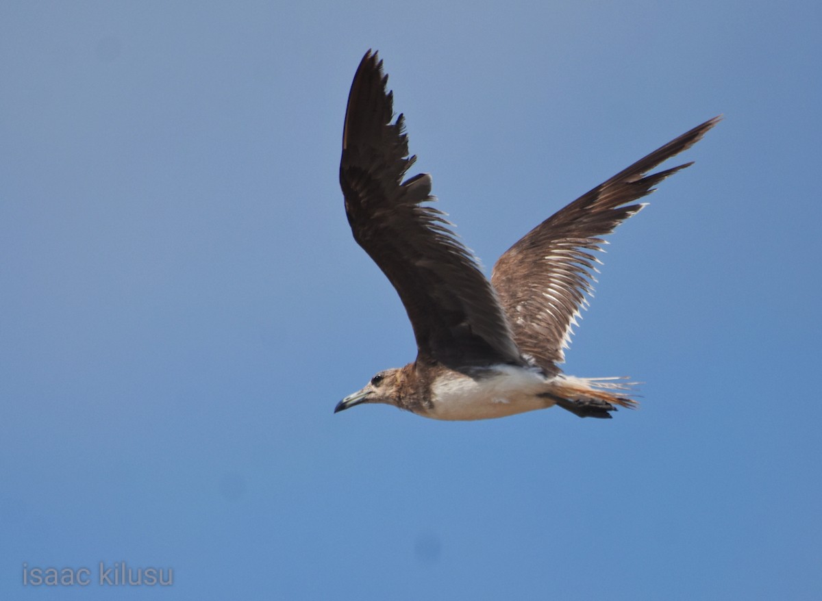 Sooty Gull - ML622007797