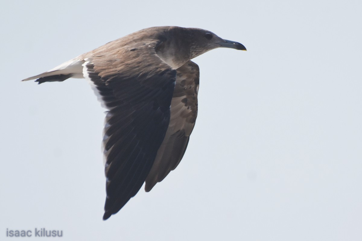 Sooty Gull - ML622007798