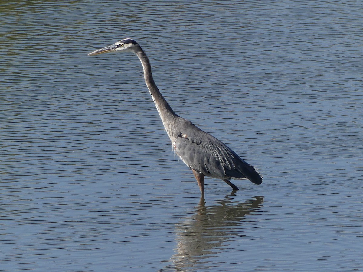 Great Blue Heron - ML622007814