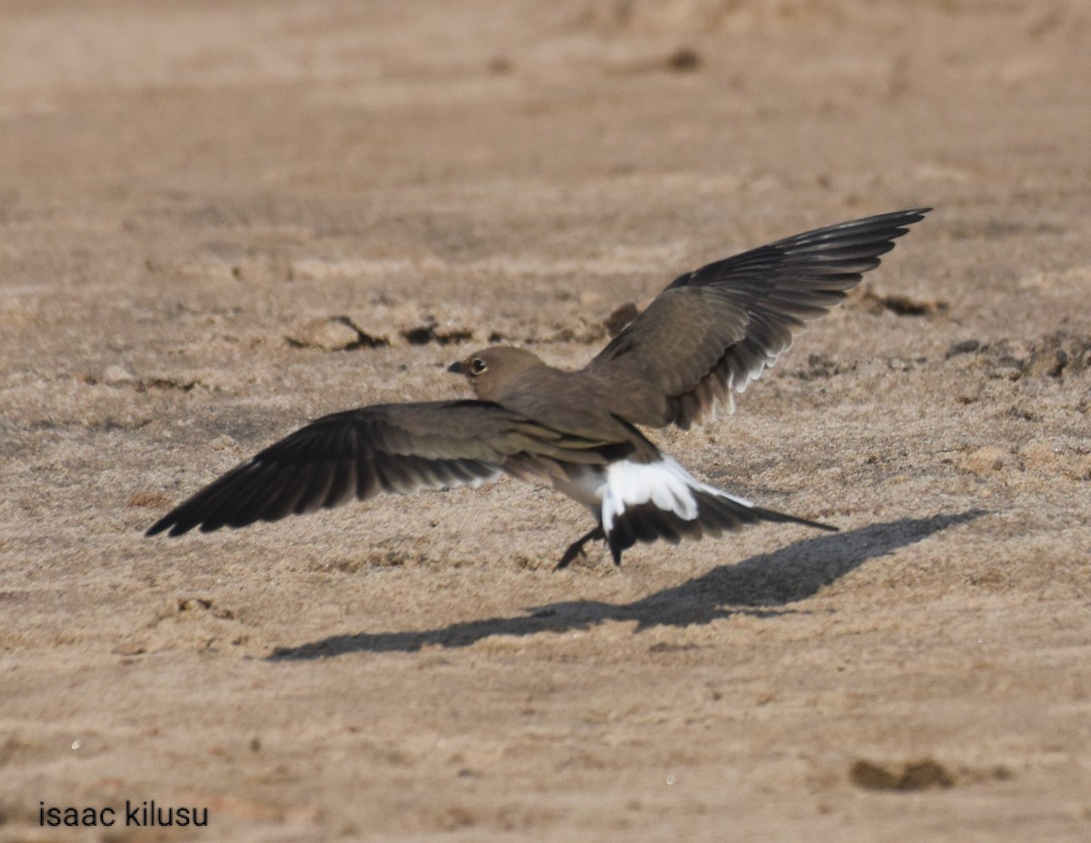 Collared Pratincole - ML622007845