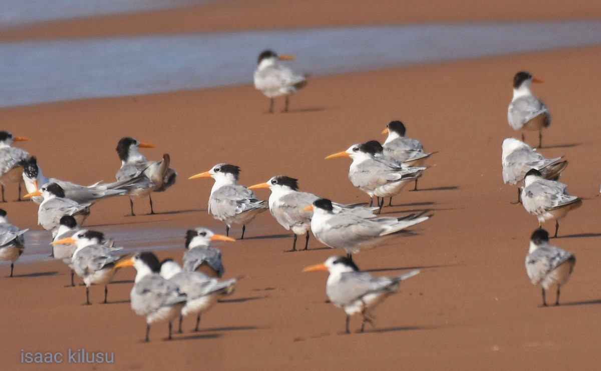 Lesser Crested Tern - ML622007855