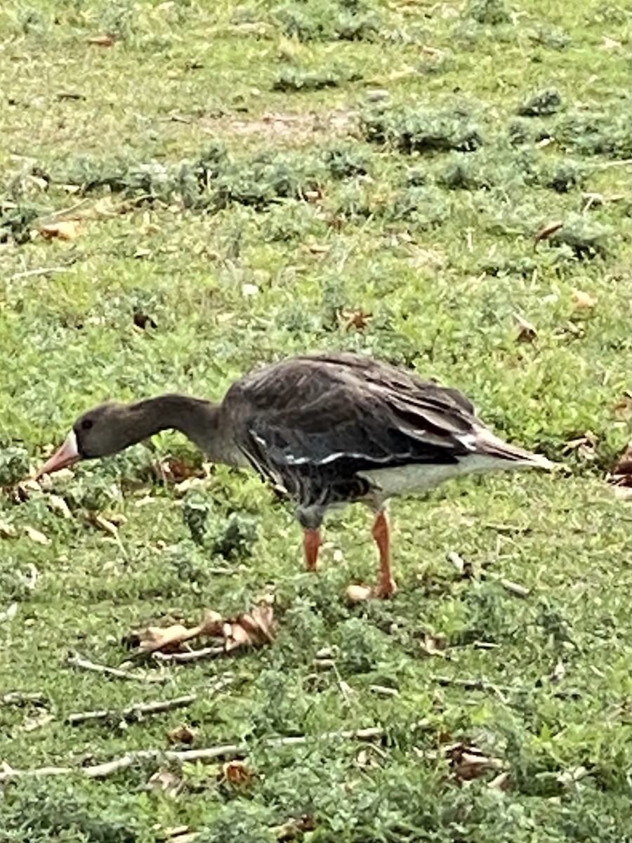 Greater White-fronted Goose - ML622007904