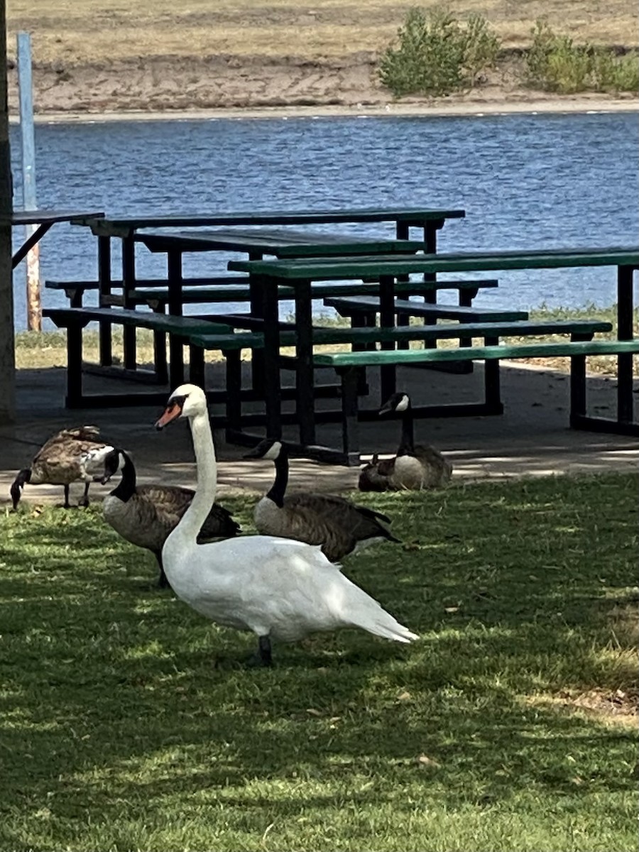 Mute Swan - ML622007905