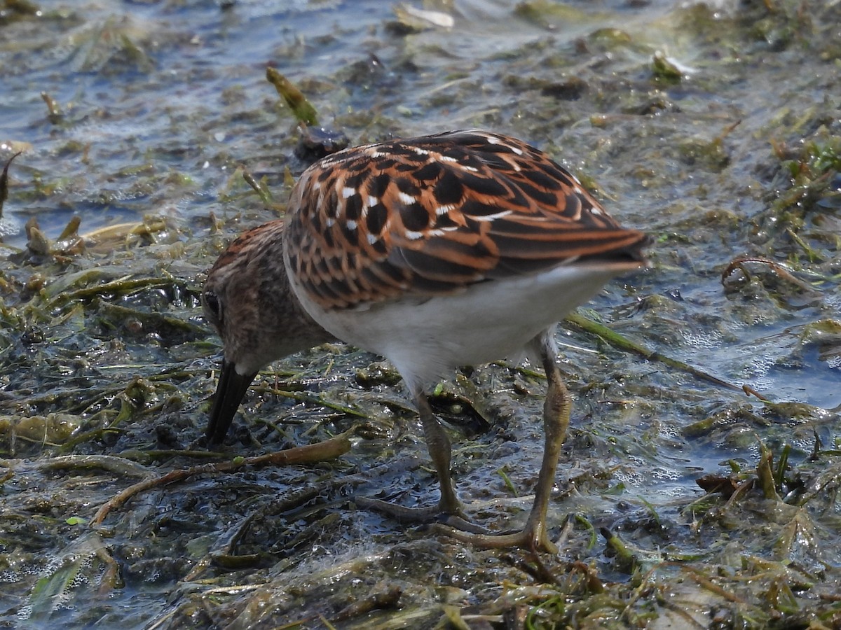 pygmésnipe - ML622007952