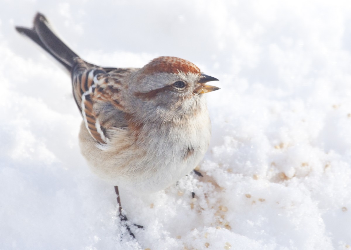 American Tree Sparrow - Eric Walters