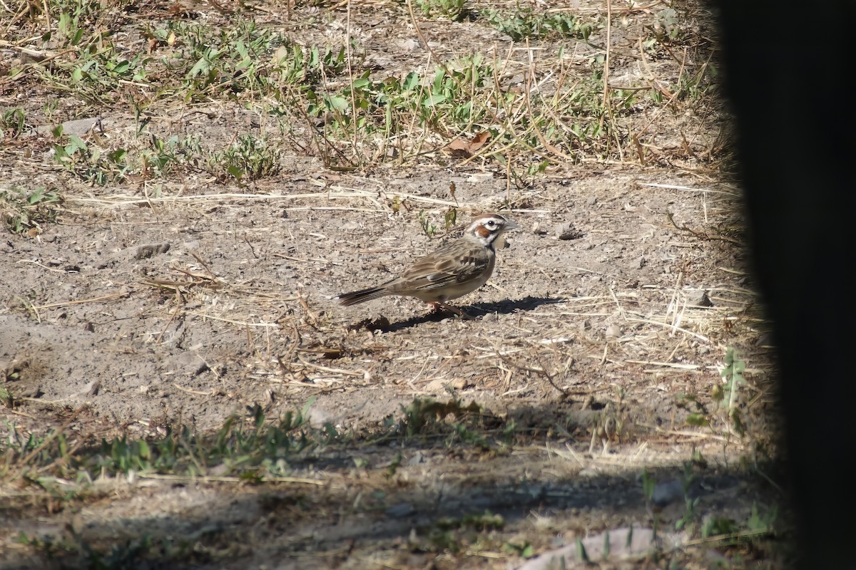 Lark Sparrow - Joe Hammond