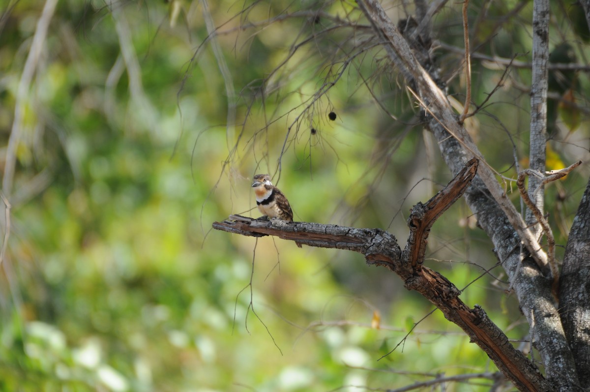 Russet-throated Puffbird - ML622008123