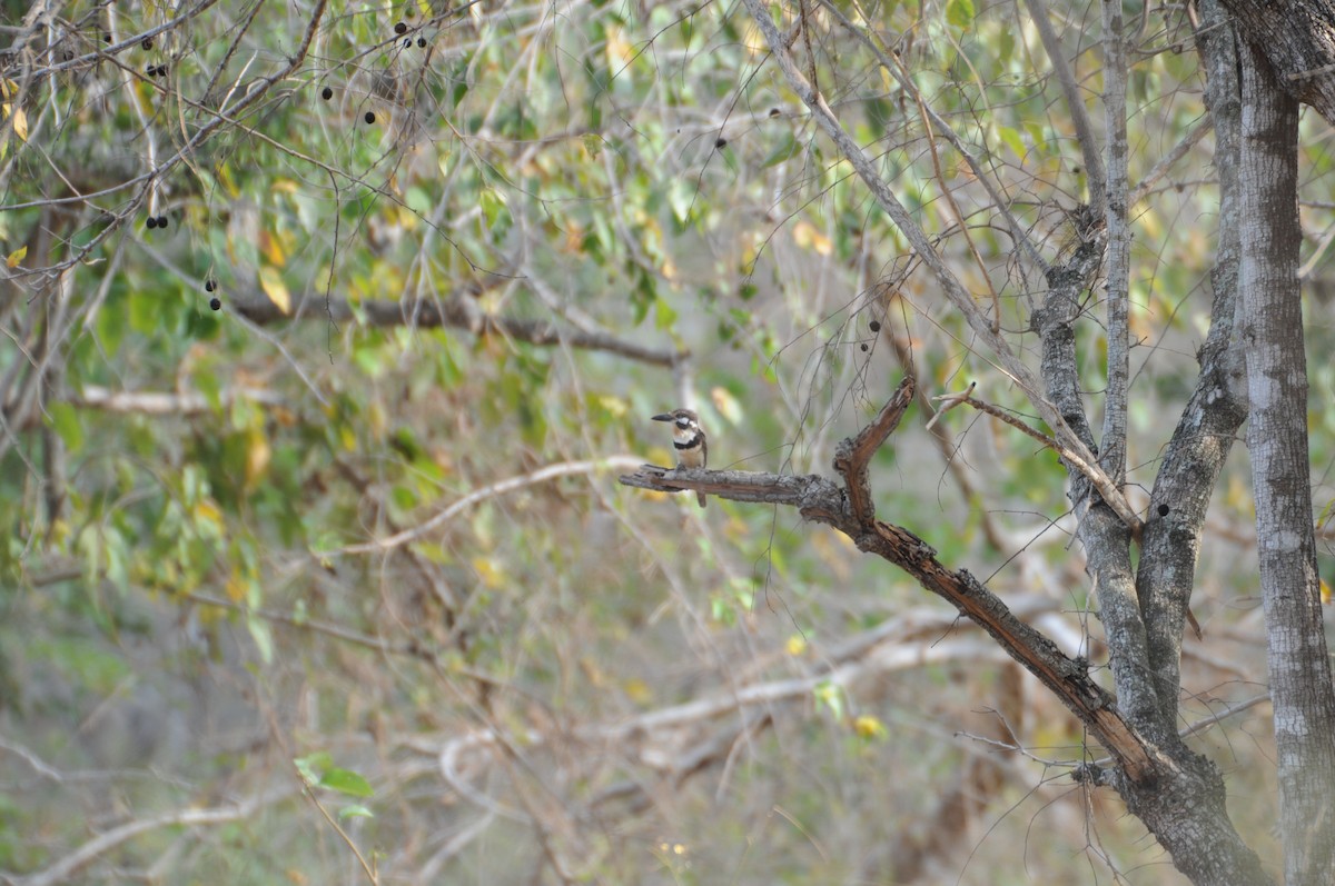Russet-throated Puffbird - ML622008126