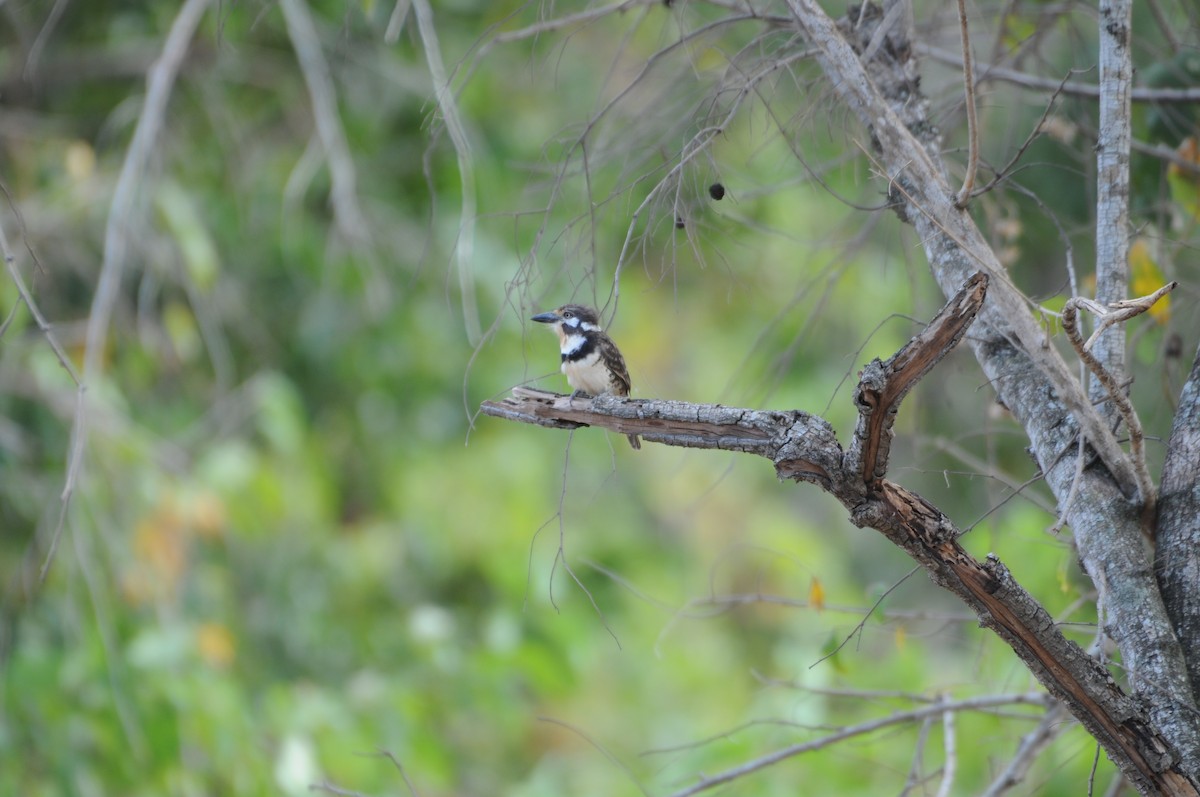 Russet-throated Puffbird - ML622008127