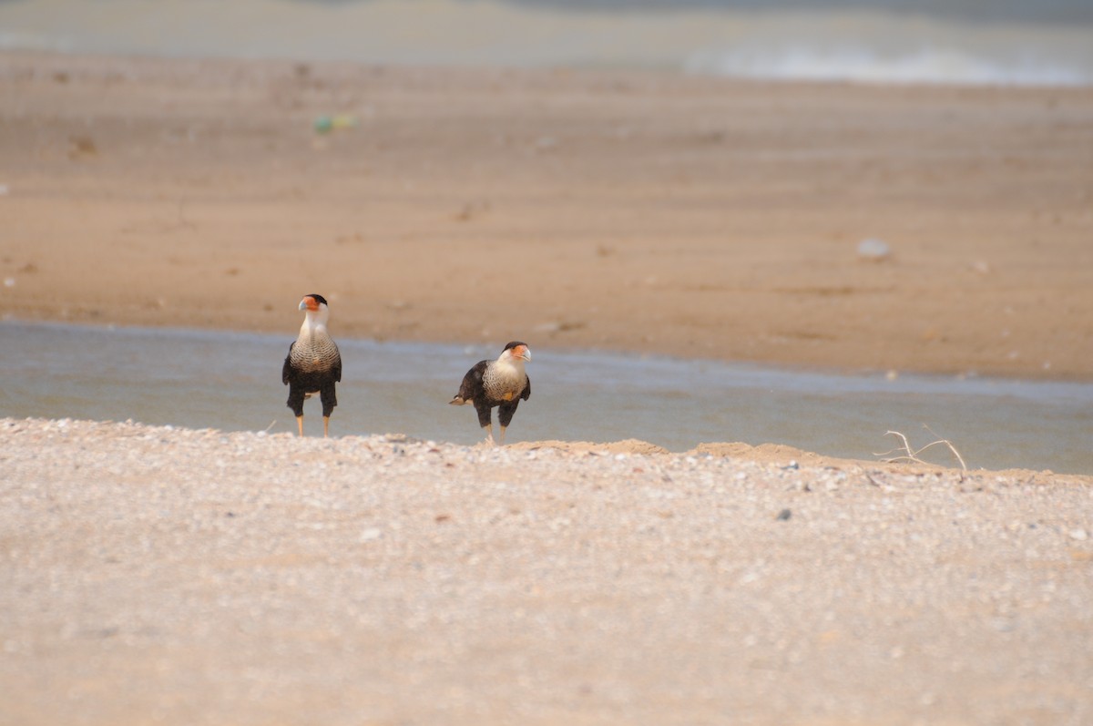 Crested Caracara - ML622008159