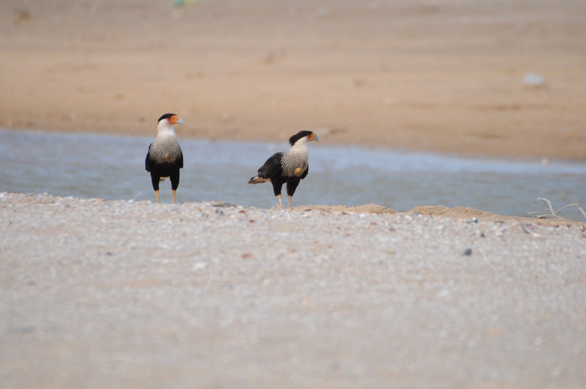 Crested Caracara - ML622008160