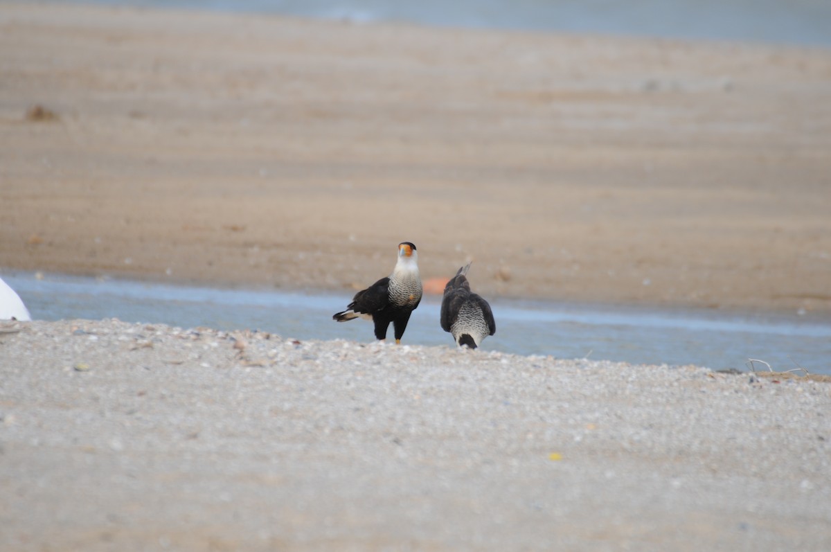 Crested Caracara - ML622008161