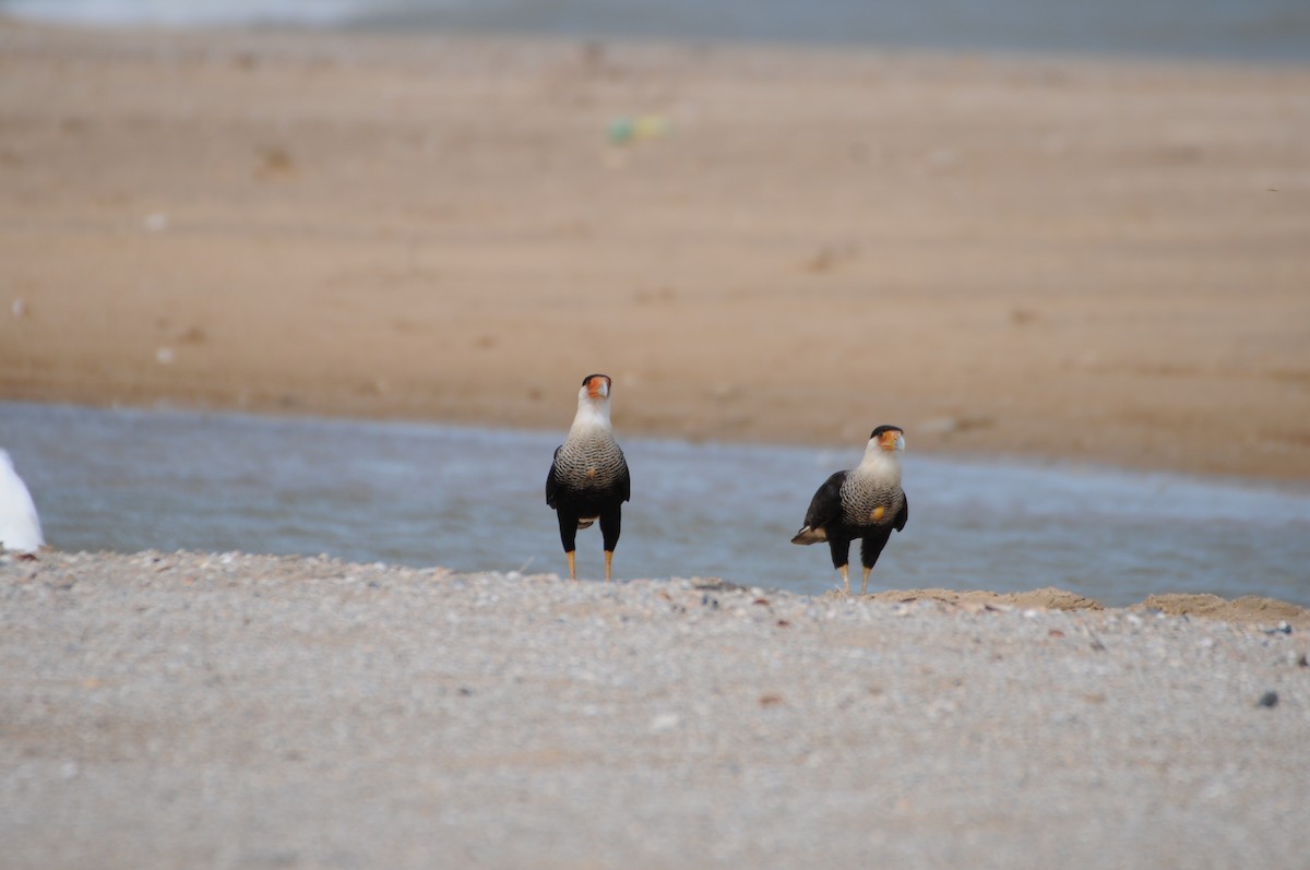 Crested Caracara - ML622008162