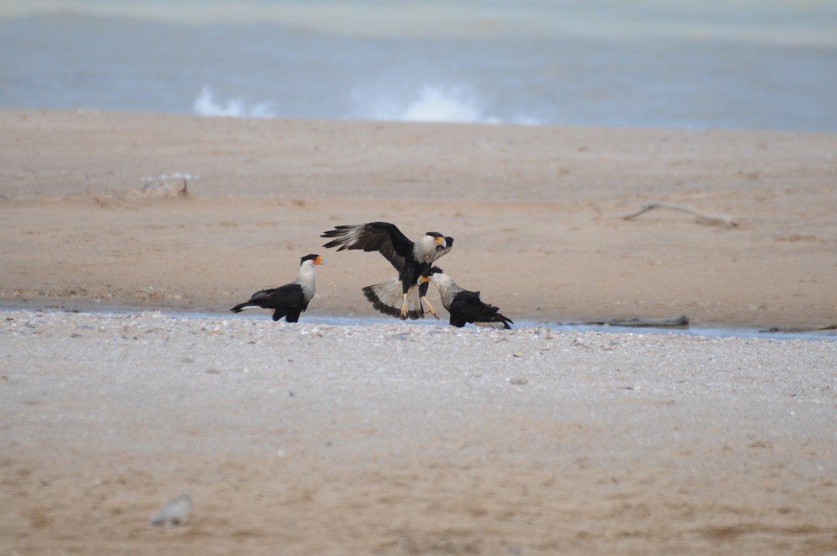 Crested Caracara - ML622008163