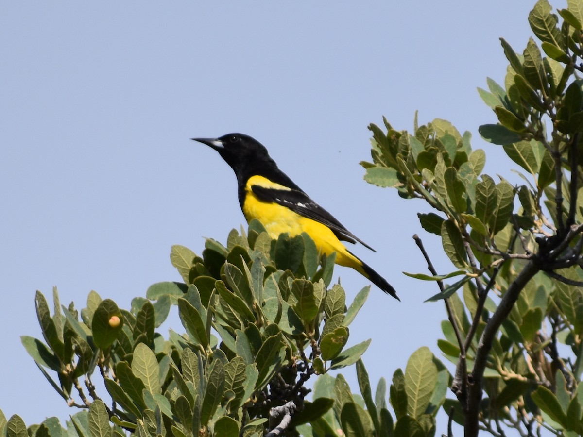 Oriole jaune-verdâtre - ML622008189
