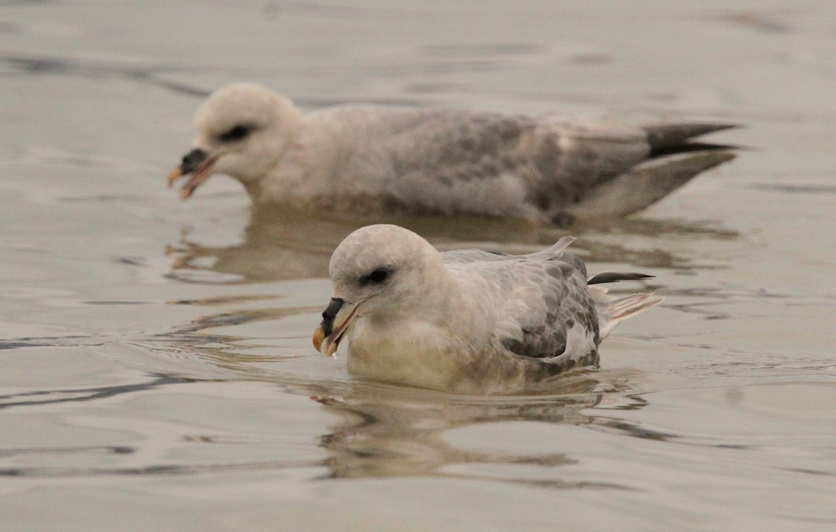 Northern Fulmar - ML622008207