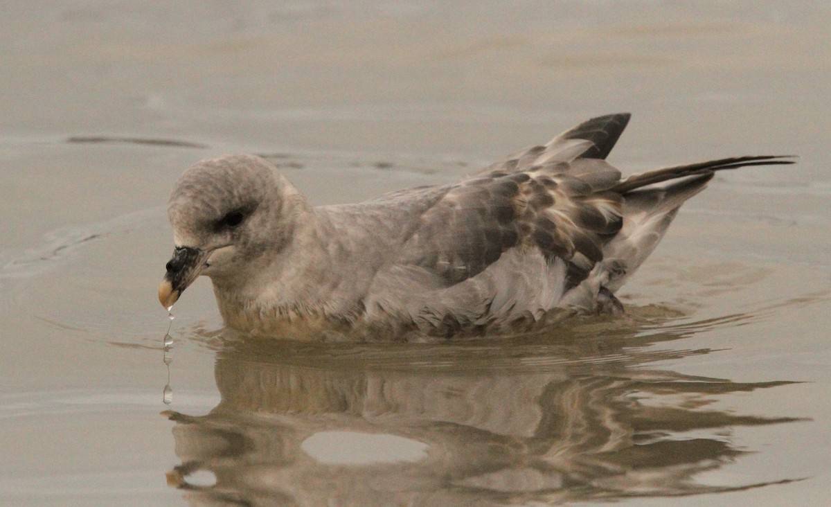 Northern Fulmar - Simon Davies