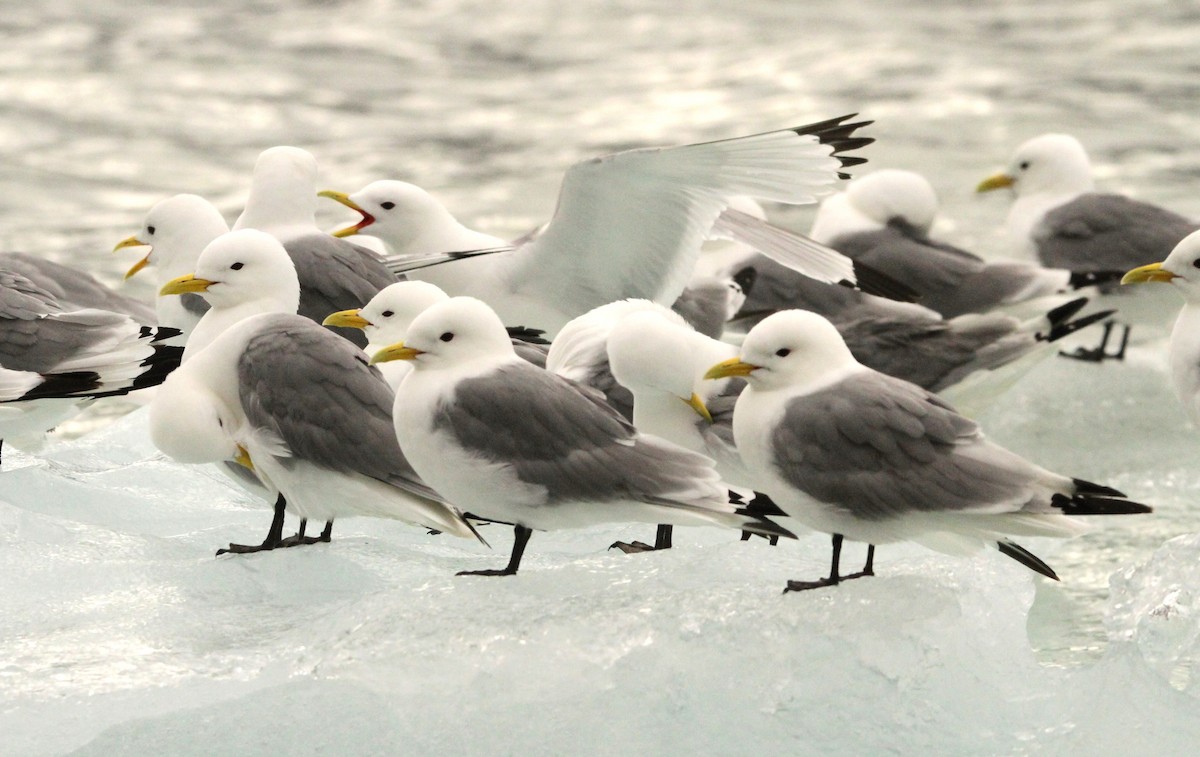 Black-legged Kittiwake - ML622008253