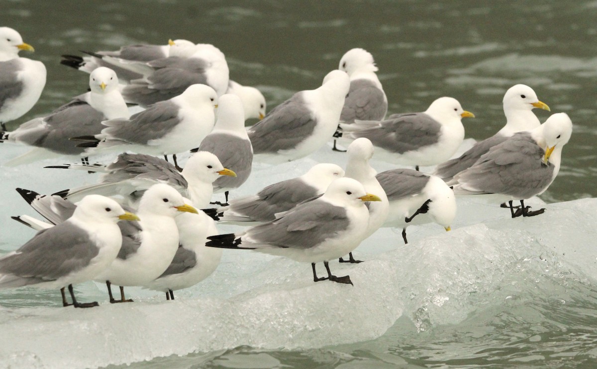 Black-legged Kittiwake - ML622008255