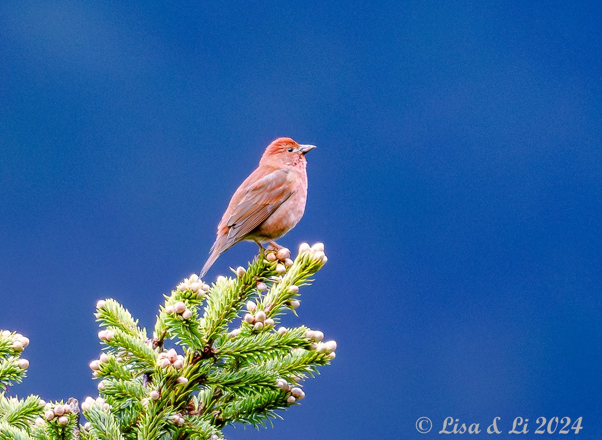 Blanford's Rosefinch - ML622008264