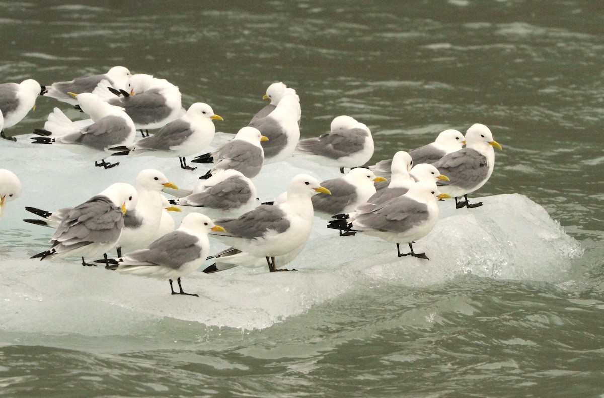 Mouette tridactyle - ML622008269