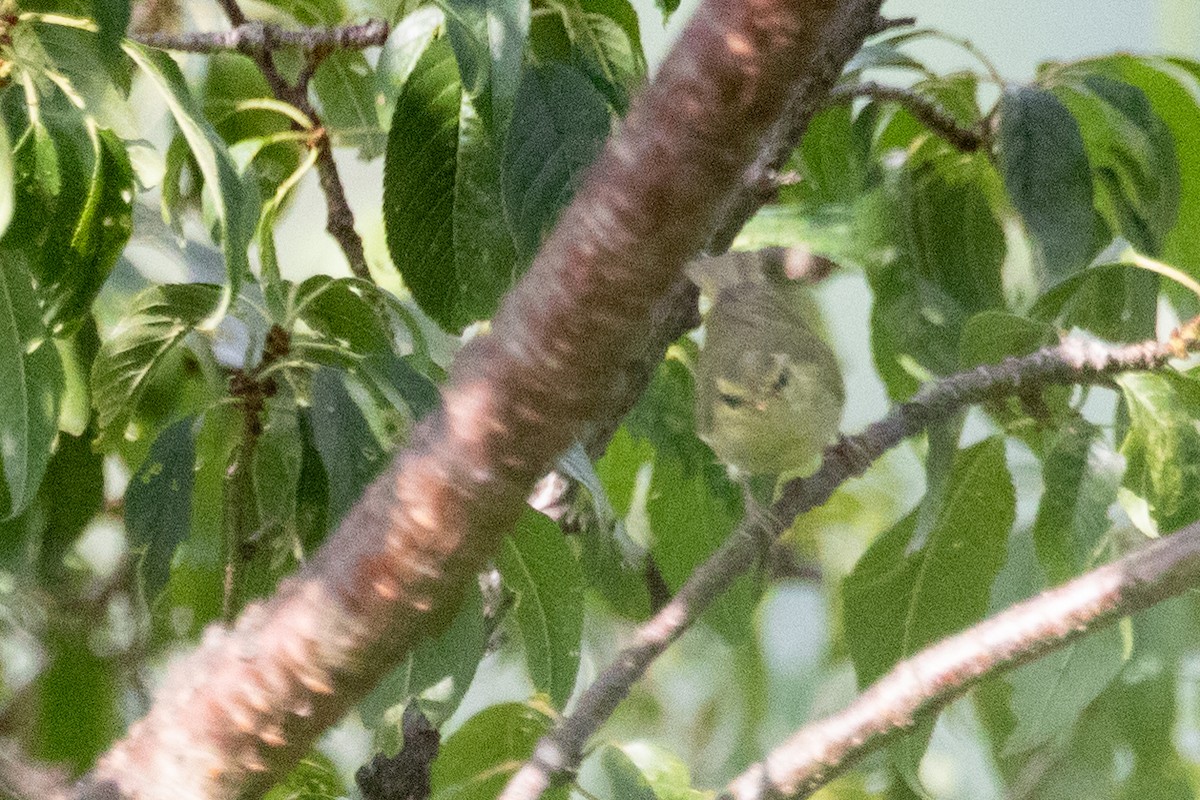 Davison's Leaf Warbler - Sue Wright