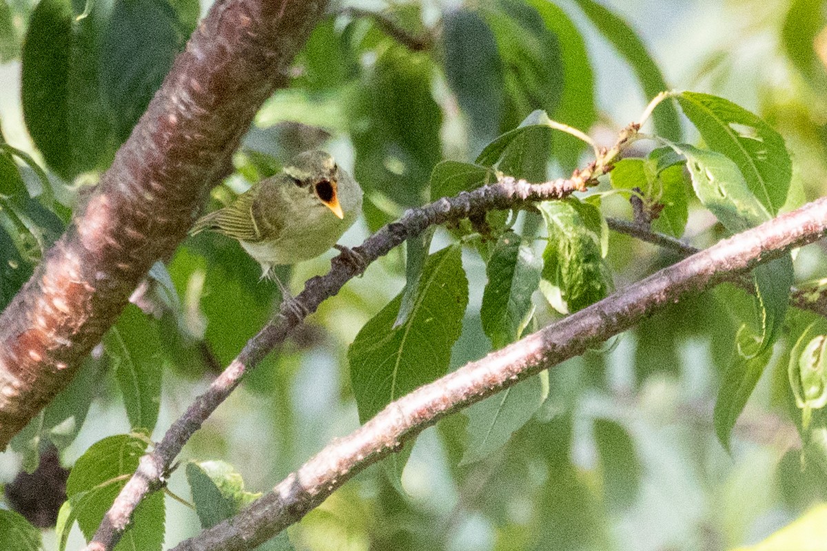 Davison's Leaf Warbler - ML622008309