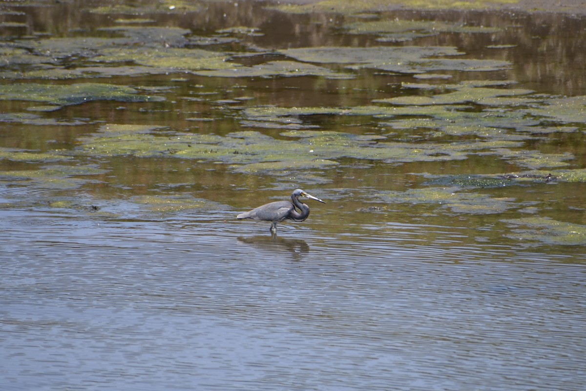 Tricolored Heron - ML622008358