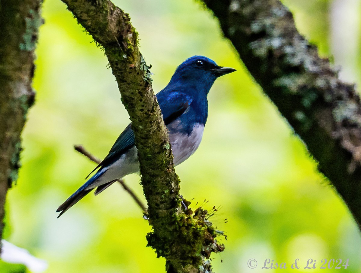 Zappey's Flycatcher - ML622008410