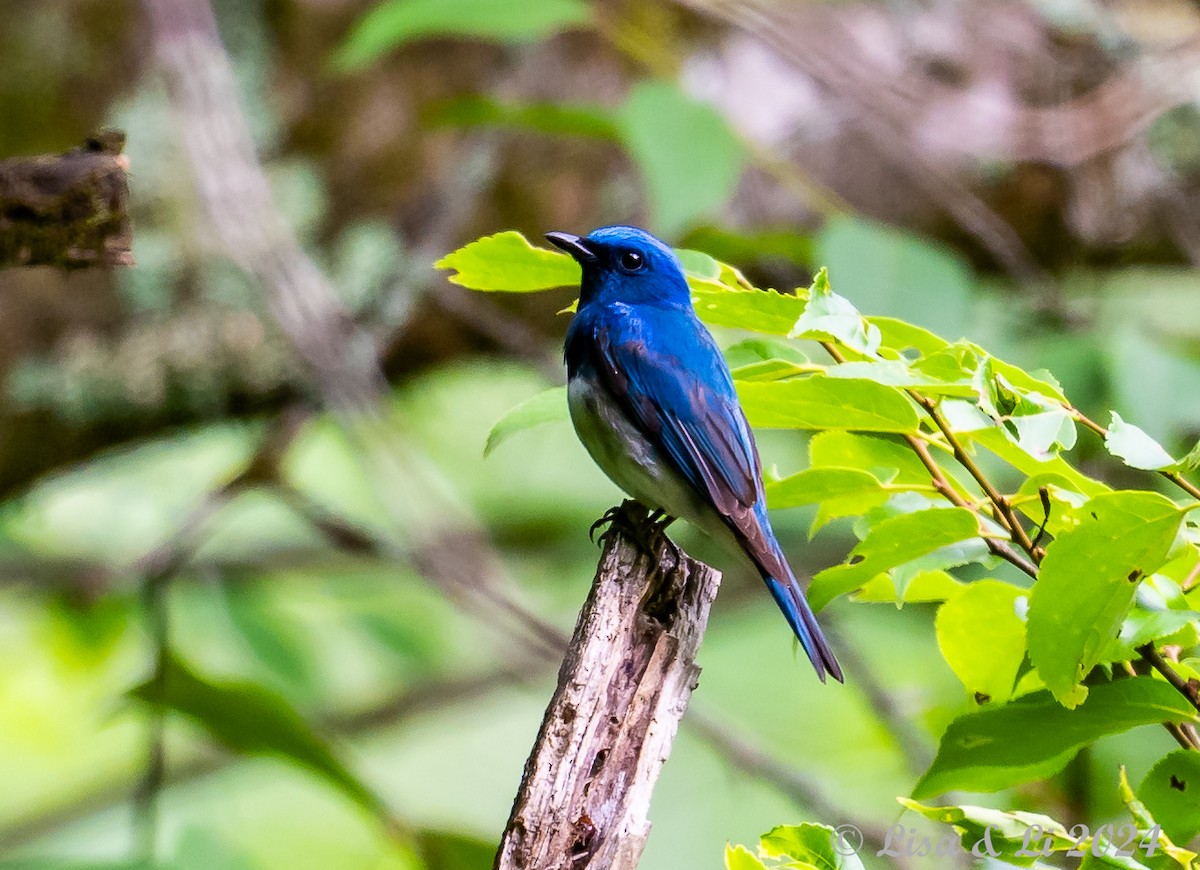 Zappey's Flycatcher - ML622008411