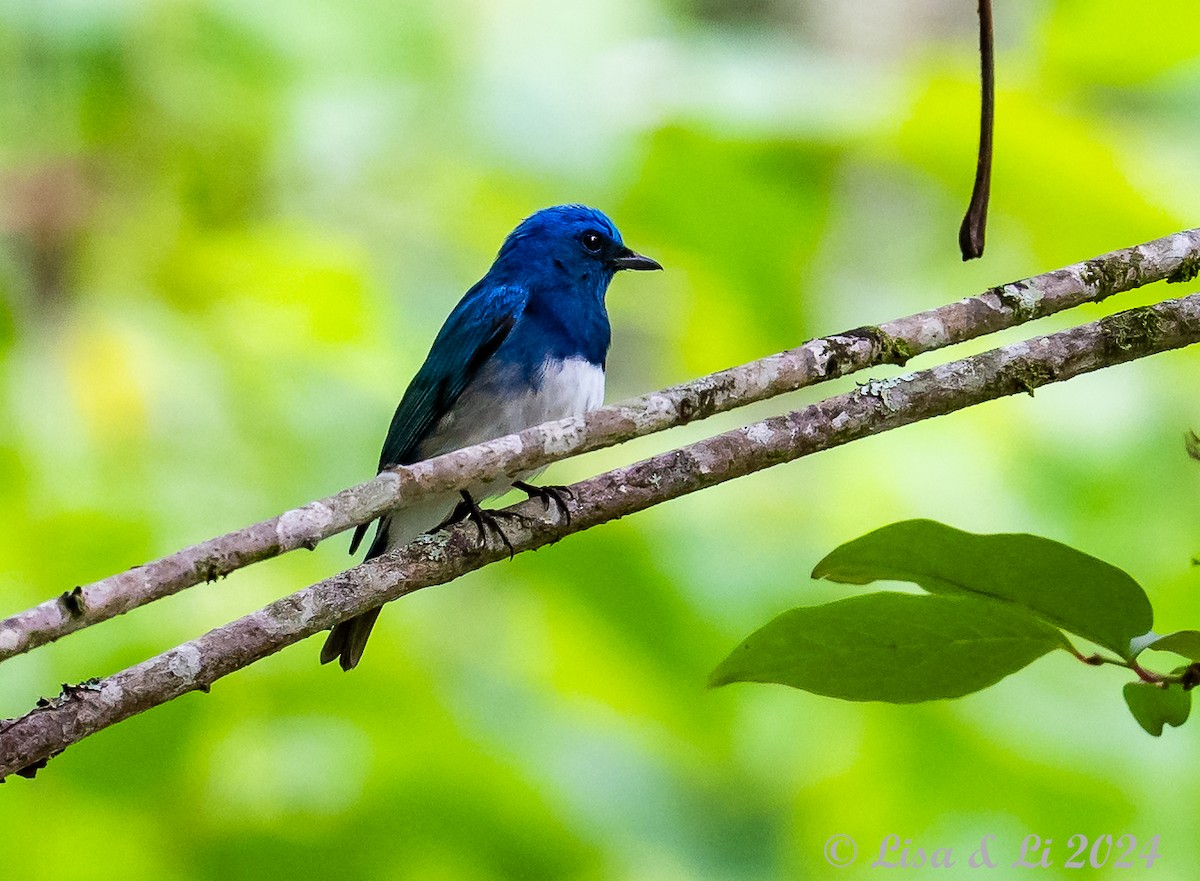 Zappey's Flycatcher - Lisa & Li Li