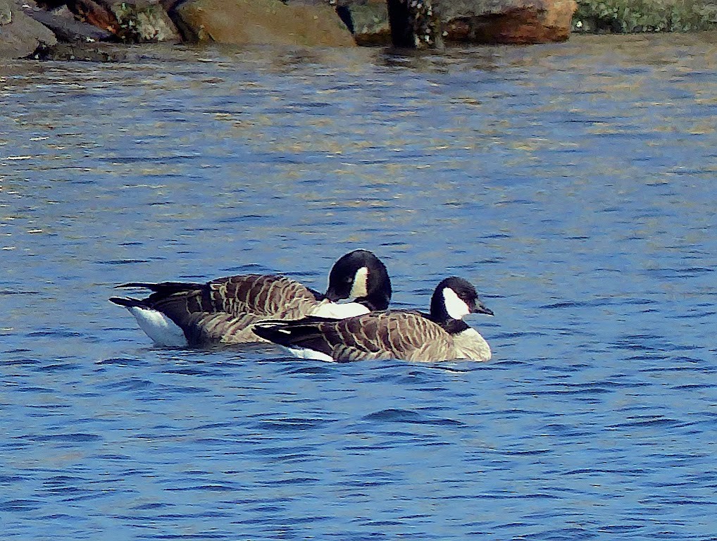 Cackling Goose - ML622008462