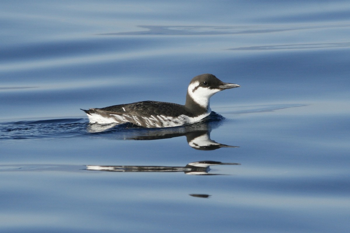 Common Murre - Oscar Johnson