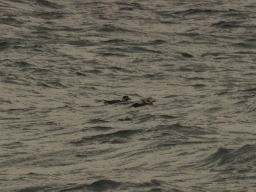 Long-tailed Duck - ML622008528