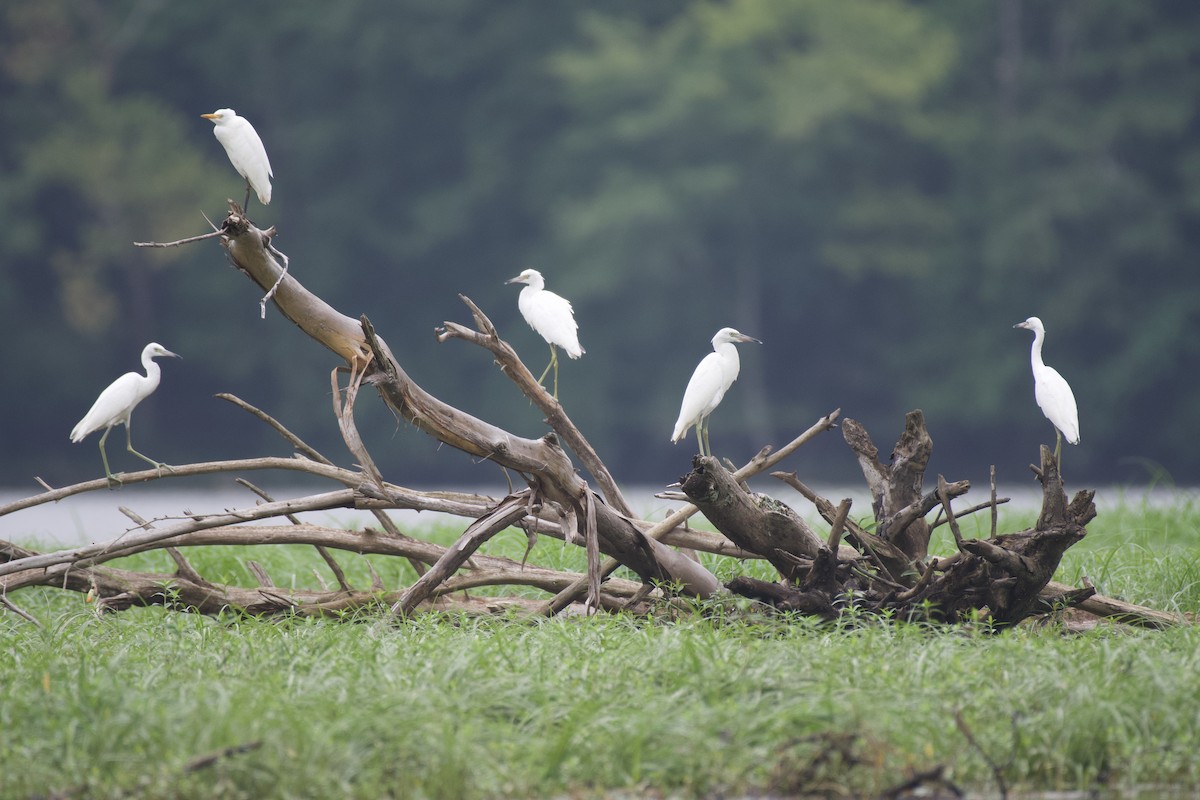 Египетская цапля (ibis) - ML622008577